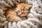 Sleepy Fluffy Kitten Curled Up on Soft Blanket at Home - Close-up Animal Photo for Relaxation