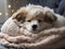 A sleepy, fluffy puppy curled up in a cozy blanket, snuggled up against a pillow.