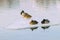 Sleepy four resting ducks on ice floe close-up, drifting ice on the river. Winter in the city. Seasons. Arrival of