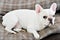 Sleepy French bull dog in the sofa