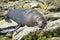 Sleepy fur seal on the beach