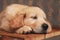 Sleepy golden retriever baby dog laying head on the floor