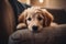 A sleepy golden retriever puppy snuggled up in a cozy blanket, with a satisfied expression on his face, ai generative