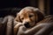 A sleepy golden retriever puppy snuggled up in a cozy blanket, with a satisfied expression on his face, ai generative