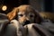 A sleepy golden retriever puppy snuggled up in a cozy blanket, with a satisfied expression on his face, ai generative