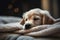 A sleepy golden retriever puppy snuggled up in a cozy blanket, with a satisfied expression on his face, ai generative