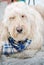 A sleepy Goldendoodle laying on the beach in Florida.