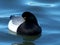 Sleepy Greater Scaup Duck