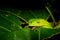 A sleepy green tree frog that is relaxing on a large green leaf