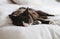 Sleepy grey, brown and white fluffy cat rests with eyes closed on bright white comfy bed