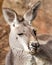 Sleepy Grey Female of the Red Kangaroo Species