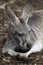 Sleepy grey kangaroo