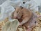 Sleepy hamster lie on back and eat with a closed eyes, close-up