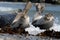 Sleepy Harbour seals resting on beach