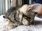 sleepy head of cute brown tabby American Shorthair kitten cat on fur floor