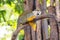 Sleepy head squirrel monkey perched on branch