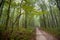 Sleepy homeless forest road on a misty autumn morning, typical foggy October weather, yellow wet fallen leaves on the ground