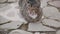 Sleepy, homeless gray-brown cat, ruffled, lies outside on cobblestones.