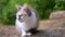 A Sleepy Homeless Tricolor Cat Sits in Dry Grass on a Blurred Woods Background