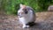 A Sleepy Homeless Tricolor Cat Sits in Dry Grass on a Blurred Woods Background