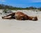 Sleepy horse on Assateague Island