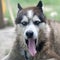 Sleepy husky dog funny yawns with wide open mouth and long tongue