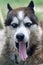 Sleepy husky dog funny yawns with wide open mouth and long tongue