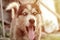 Sleepy husky dog funny yawns with wide open mouth and long tongue