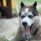 Sleepy husky dog funny yawns with wide open mouth and long tongue