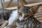 Sleepy kitten lies on sibling. Dreaming cat portrait photo. Peaceful cat family resting on table. Asian village cat.