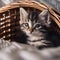 A sleepy kitten snuggled up in a basket, with a plush toy beside it1