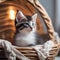 A sleepy kitten snuggled up in a basket, with a plush toy beside it3