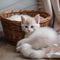 A sleepy kitten snuggled up in a basket, with a plush toy beside it4