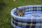 Sleepy kitten on soft pet bed outdoors