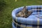 Sleepy kitten on soft pet bed outdoors