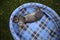 Sleepy kitten on soft pet bed outdoors