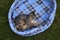 Sleepy kitten on soft pet bed outdoors