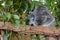 Sleepy Koala