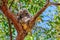 Sleepy koala in Magnetic Island, Australia