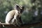 Sleepy Koala perched on a branch