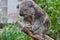 Sleepy Koala sitting on a tree branch in Australia