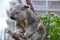 Sleepy Koala sitting on a tree branch in Australia, second image