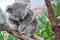 Sleepy Koala sitting on a tree branch in Australia, third image