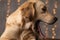 sleepy labrador dog looking to side and yawning