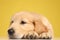 Sleepy labrador retriever puppy laying down