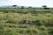 Sleepy and lazy male lion recovering in the savanna of the Serengeti