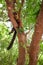 Sleepy lemur on a branch