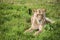 Sleepy lioness resting in the grass in the Amboseli national park (Kenya)