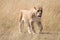 Sleepy lioness walking slowly across African savannah