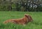 Sleepy little rust colored calf lying down in the field